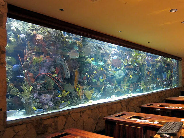 A large wall aquarium