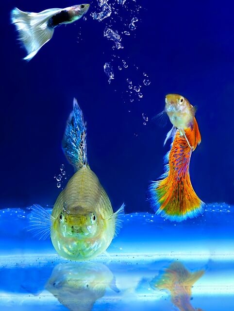 Ornamental Fish