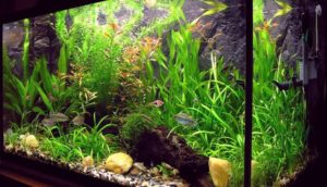 Type of fish tank header image