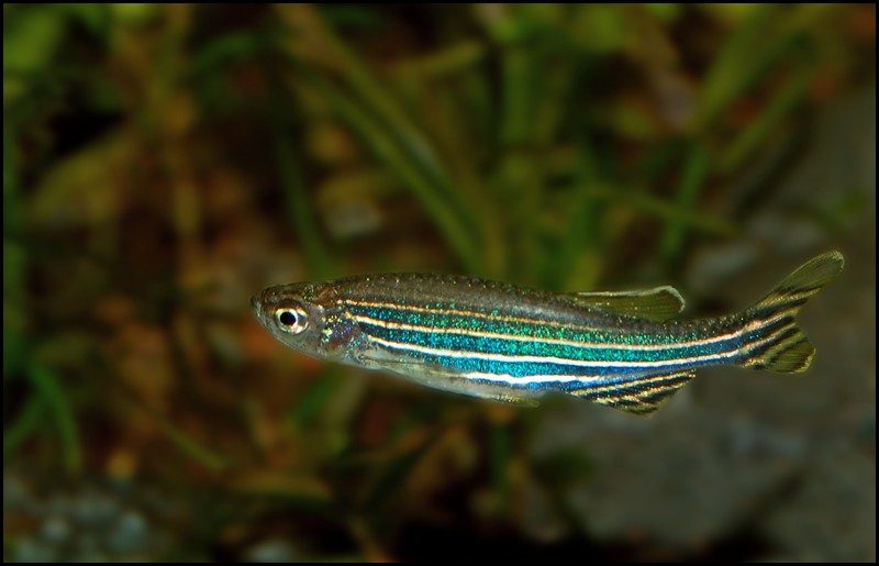 Zebra Danio - Cyprinidae