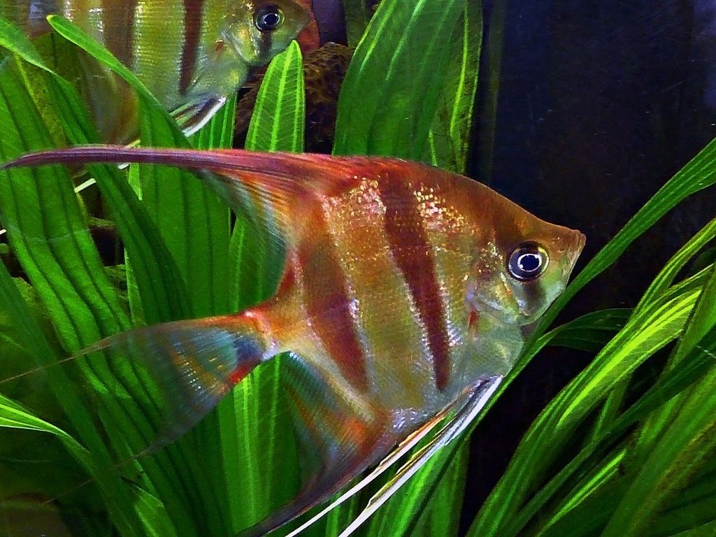Angelfish Red
