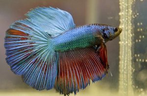 Betta Fish
