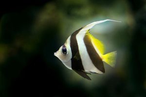 Angelfish BW