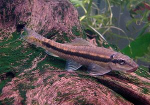 Chinese Algae Eater Feature