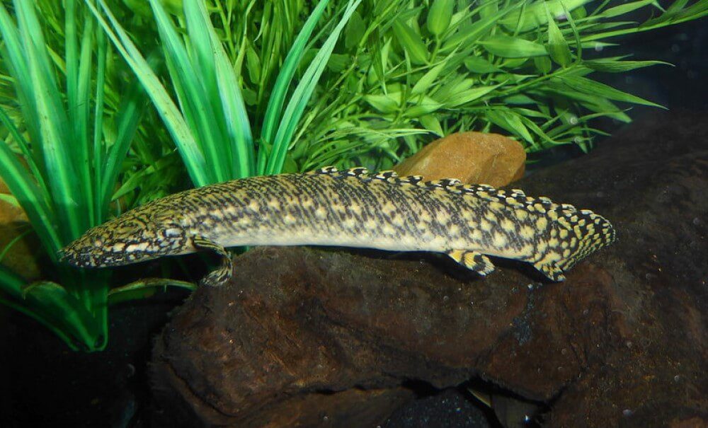 Ornate Bichir